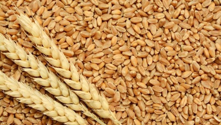 هذه حصيلة الإنتاج النهائي للحبوب لموسم 2021/2022